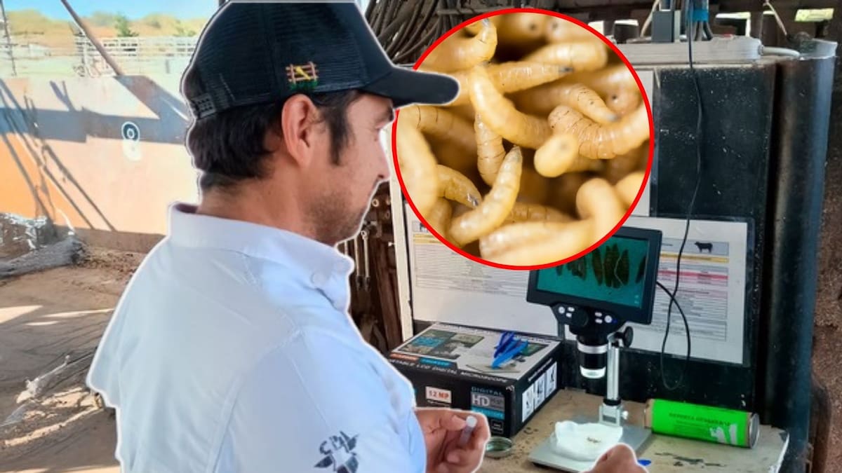 Detectan primer caso de gusano barrenador en el estado de Jalisco; autoridades aseguran que fue contenido a tiempo