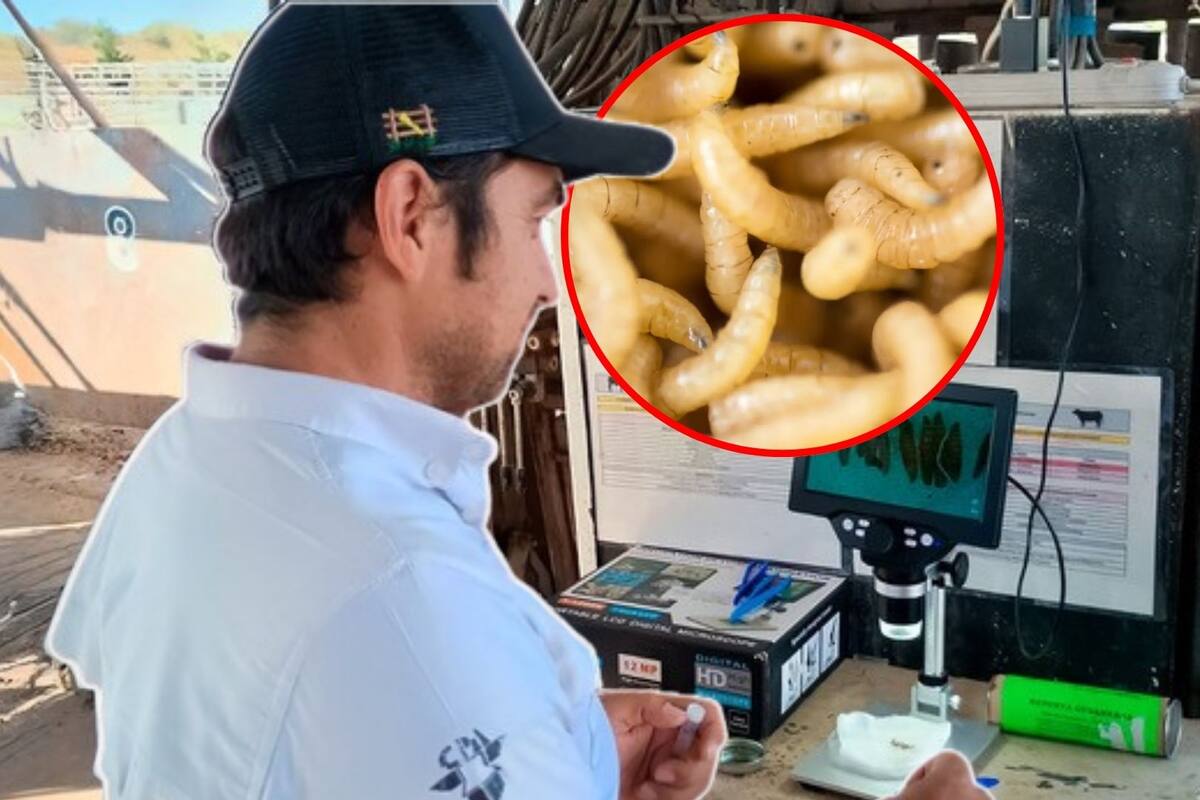 Detectan primer caso de gusano barrenador en el estado de Jalisco; autoridades aseguran que fue contenido a tiempo