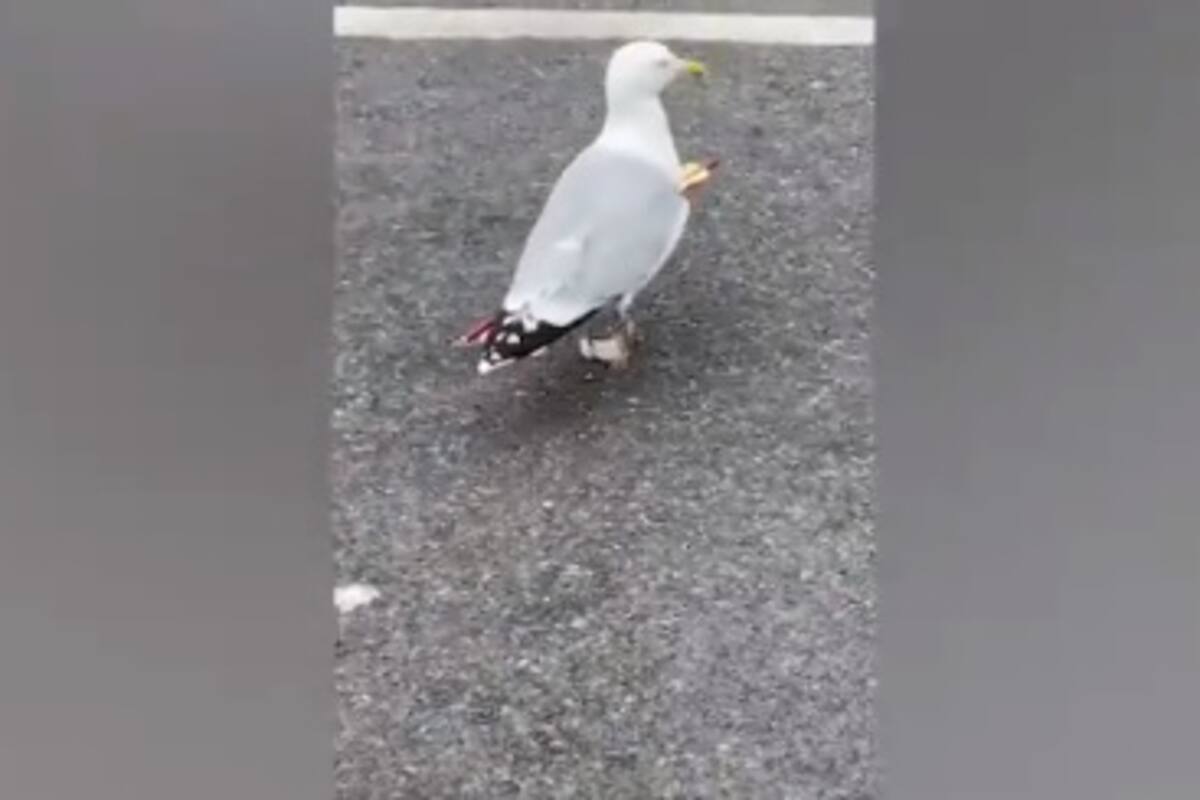 Gaviota atravesada por una flecha sorprende al poder volar e incluso robar comida