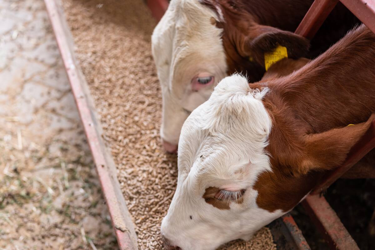 Sanidad ganadera, pilar de la seguridad alimentaria