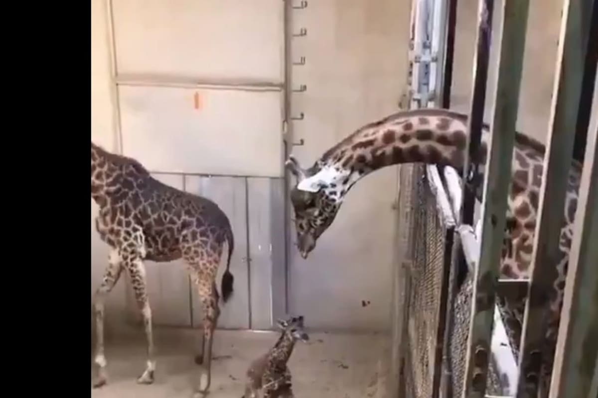 Tierna visita recibe jirafa recién nacida