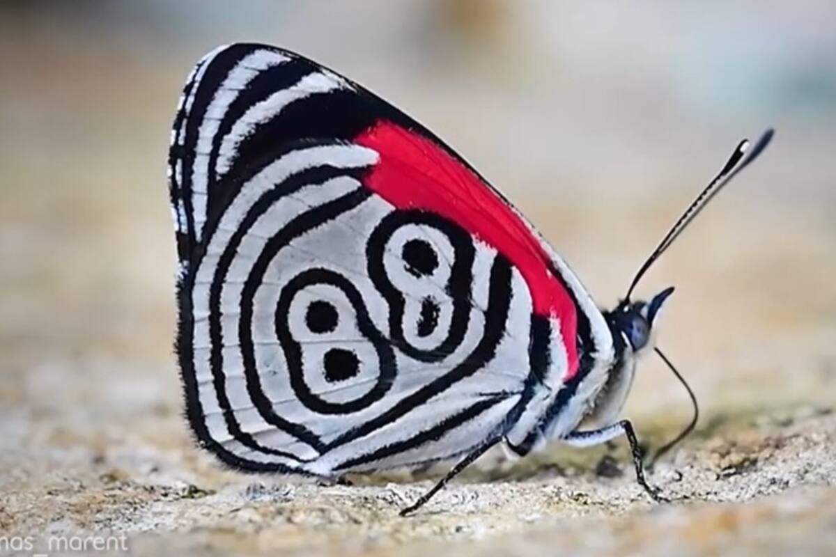 Captan a extraña mariposa con número 88 tatuado en sus alas
