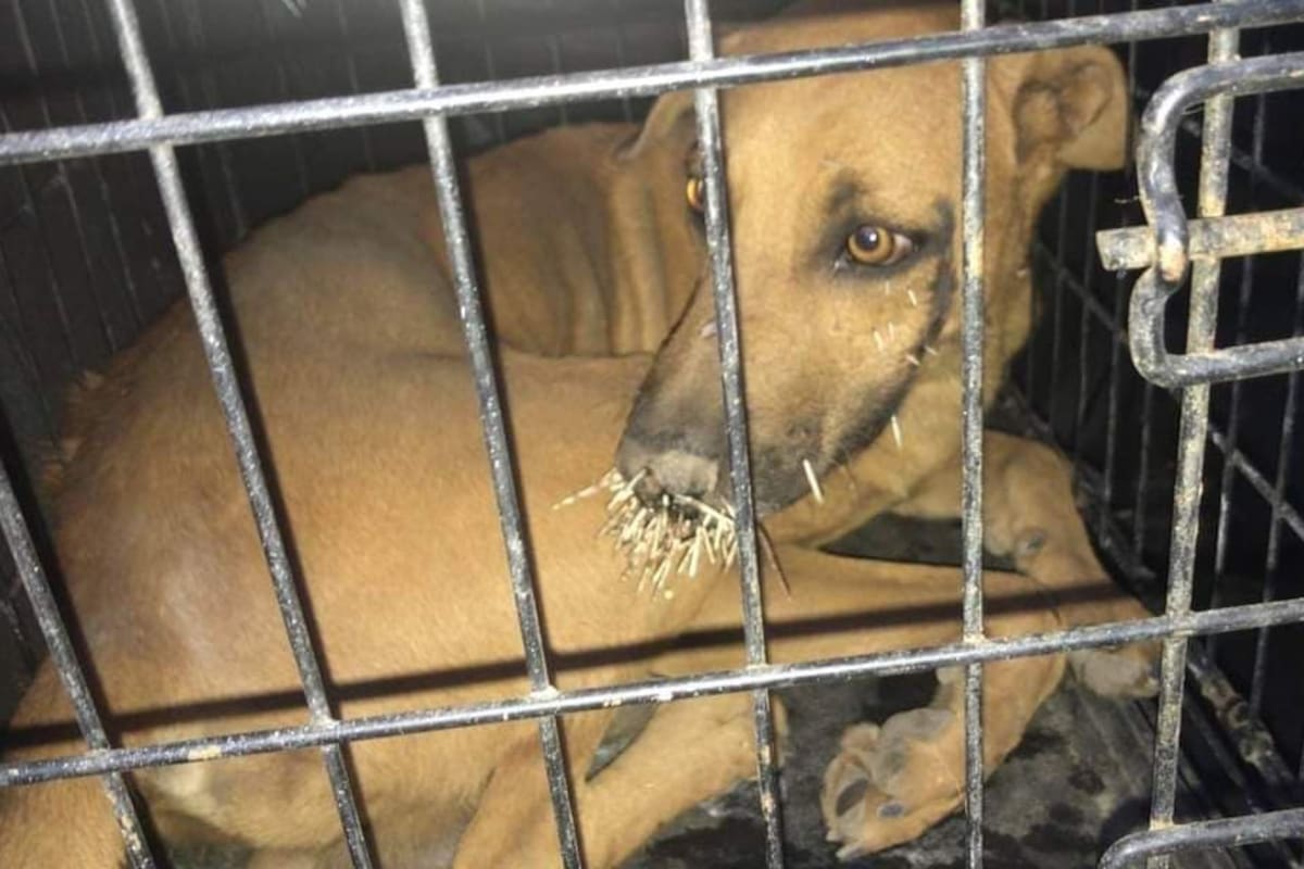 IMÁGENES FUERTES: Perros sufren serias heridas por puerco espín en Ejido La Victoria; fundación pide ayuda para pagar atención médica