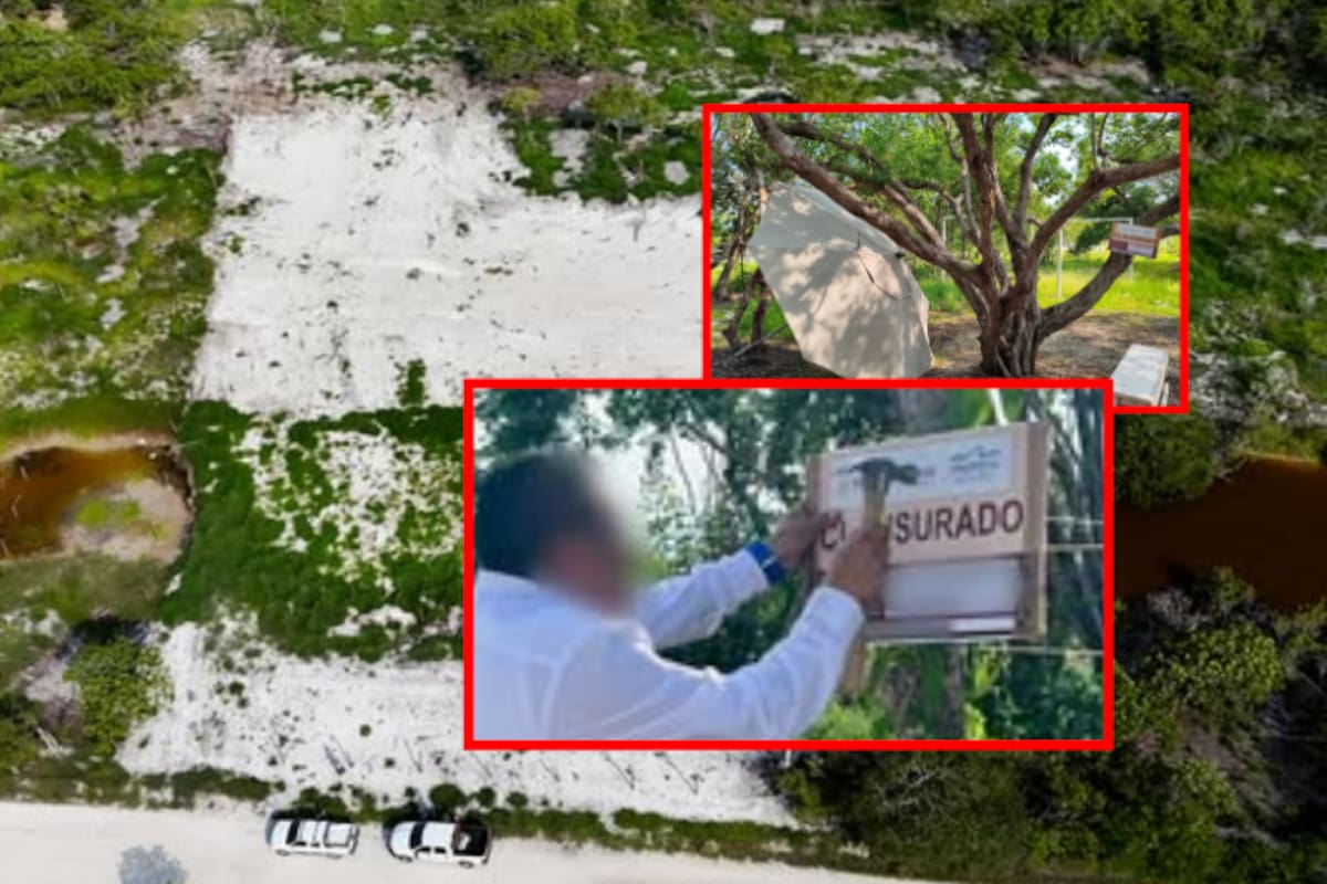 Profepa clausura tres predios en Yucatán por devastar manglares y rellenar humedales sin permiso