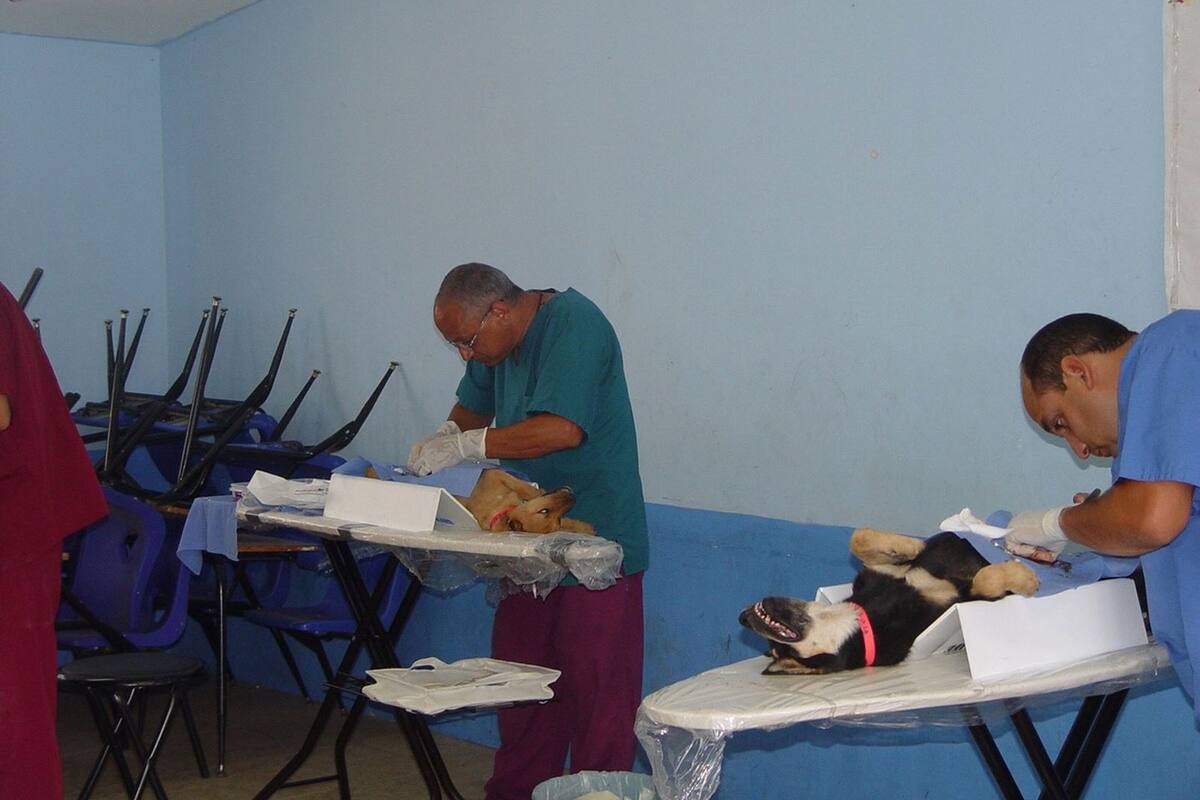 Realizarán esterilizaciones gratuitas de perros y gatos en Rosarito