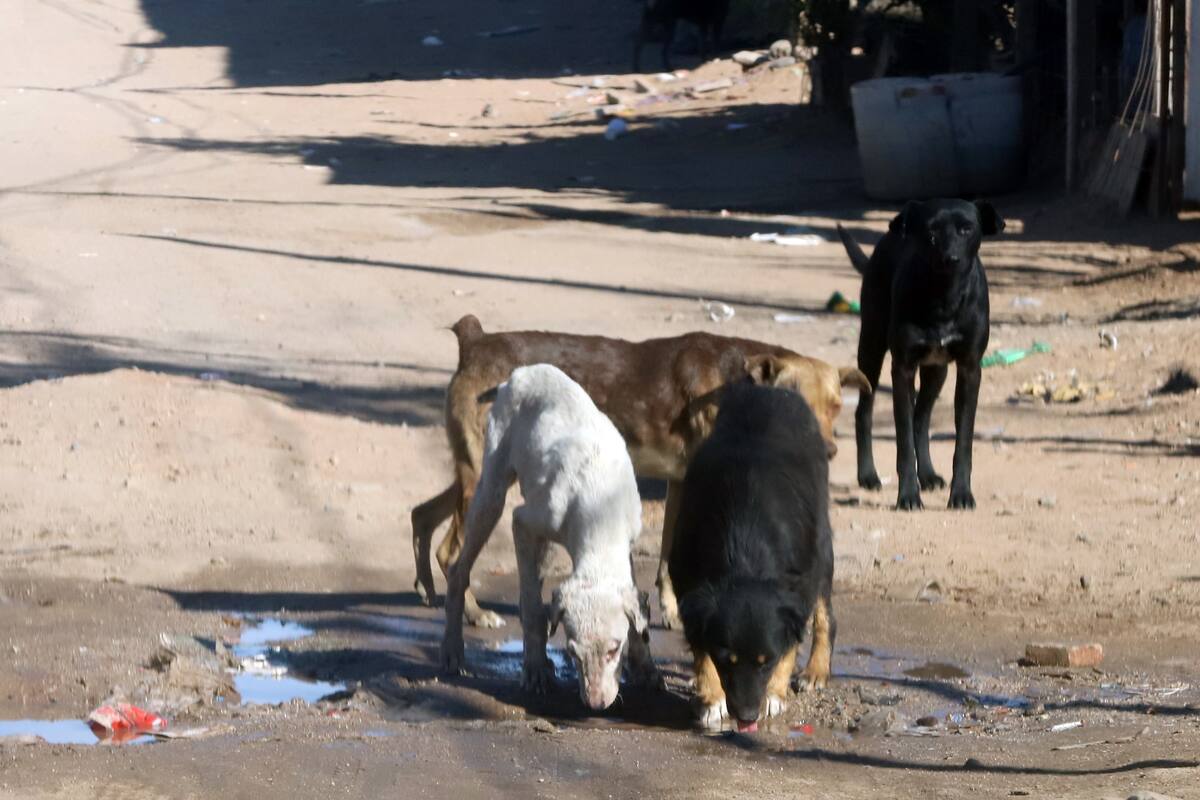 Detectan en Hermosillo resistencia de dueños a castrar perros machos