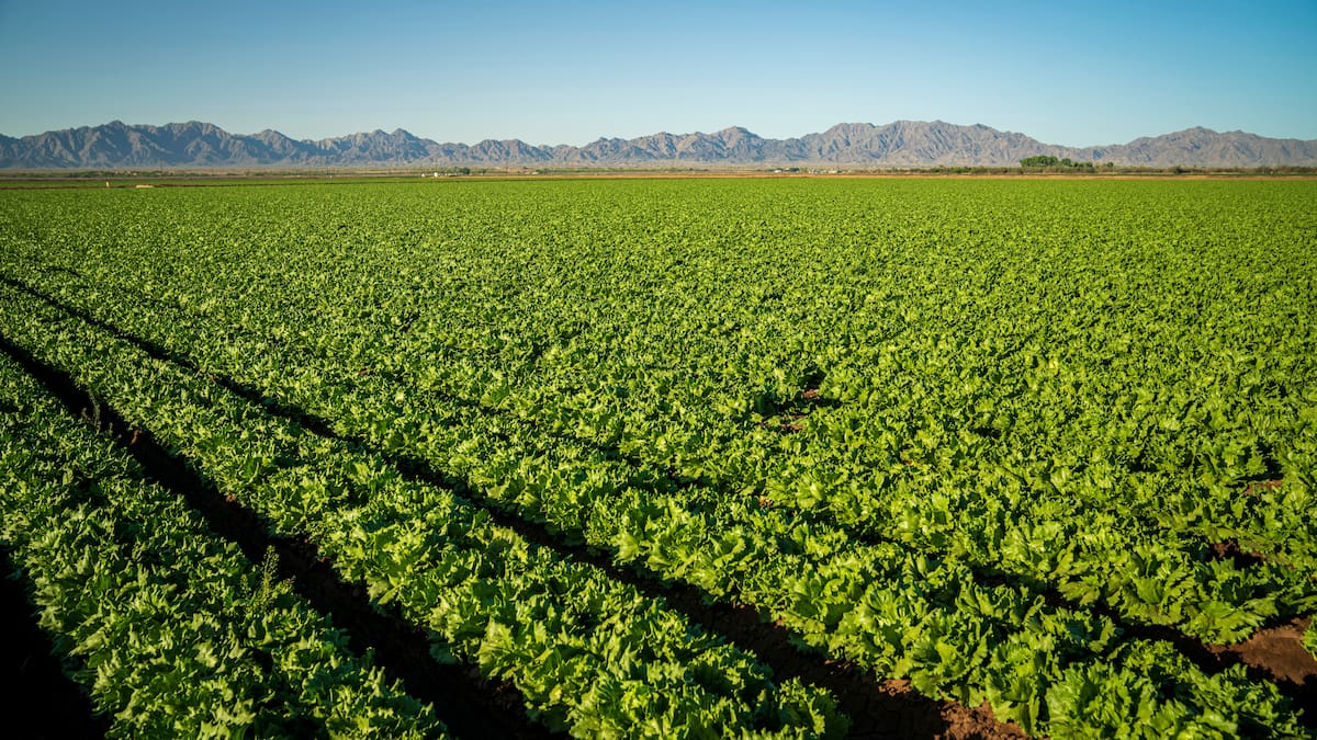 Un niño de 10 años escribió una carta a un agricultor para pedir trabajo en el campo y 13 años después ayuda a dirigir la granja que le abrió las puertas y prepara un nuevo proyecto agrícola