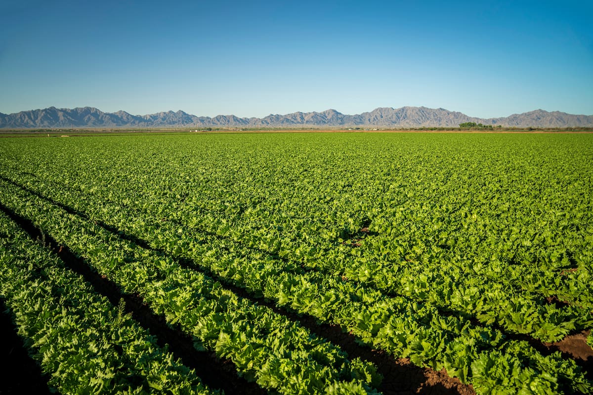 Un niño de 10 años escribió una carta a un agricultor para pedir trabajo en el campo y 13 años después ayuda a dirigir la granja que le abrió las puertas y prepara un nuevo proyecto agrícola
