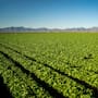 Un niño de 10 años escribió una carta a un agricultor para pedir trabajo en el campo y 13 años después ayuda a dirigir la granja que le abrió las puertas y prepara un nuevo proyecto agrícola