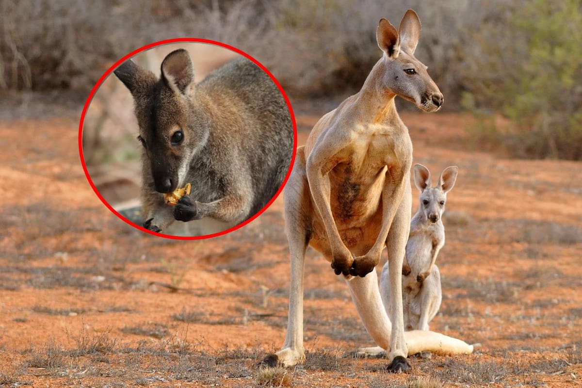 Canguros son casi exclusivamente zurdos, según un nuevo estudio