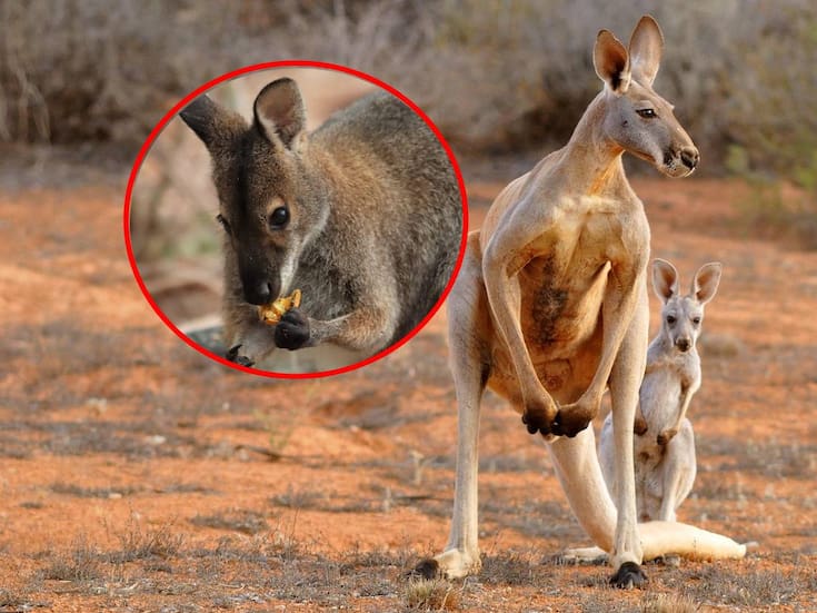 Canguros son casi exclusivamente zurdos, según un nuevo estudio