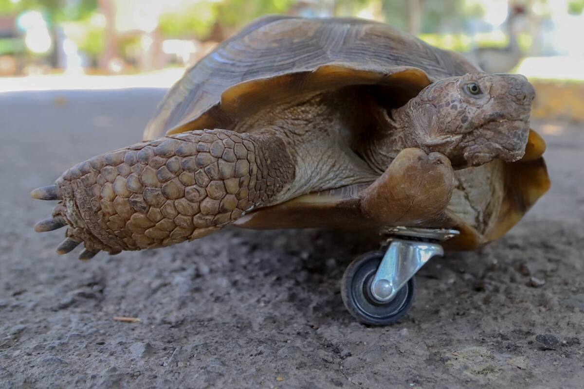 Llega tortuga sobreviviente al Bosque de la Ciudad