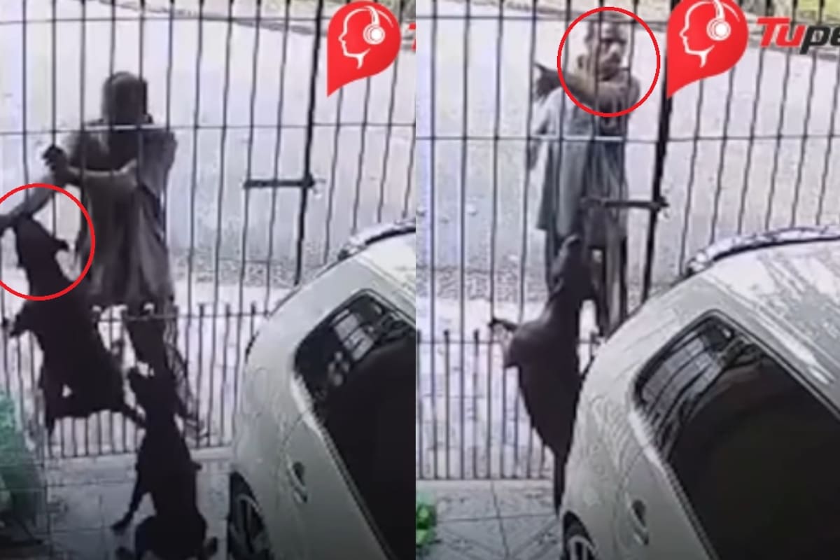 El hombre aún le reclamó al dueño la agresión de sus mascotas: perros frustran asalto tras morder al ladrón