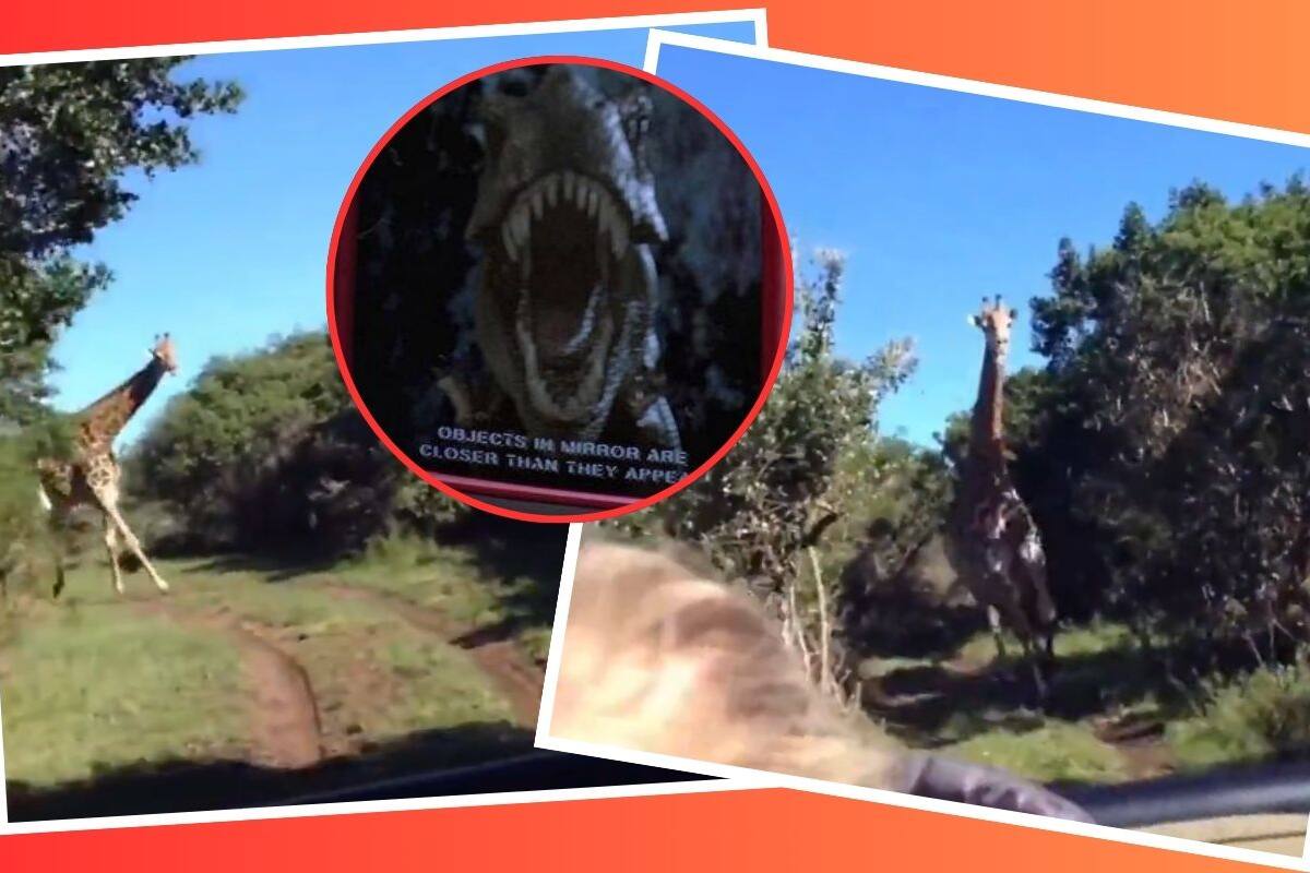 VIDEO: Jirafa desenfrenada persigue a turistas como en “Jurassic Park”