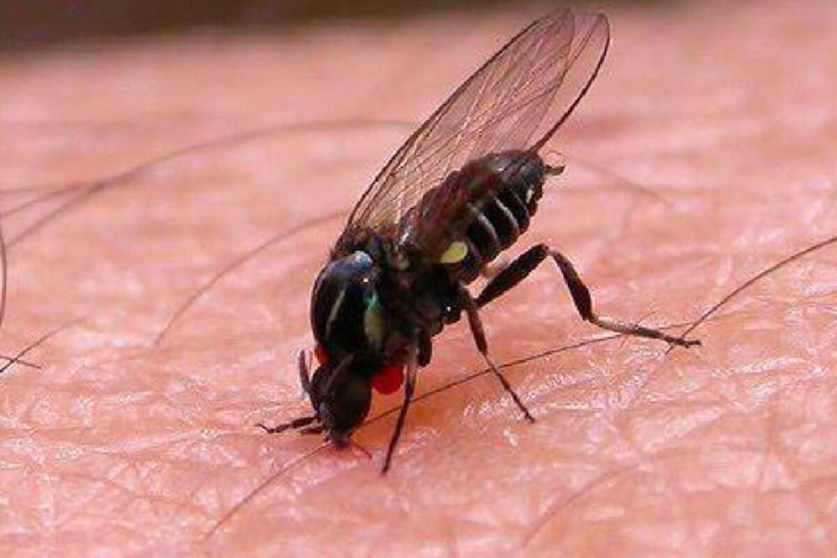 Ecuador declara alerta epidemiológica por brotes de tos ferina, fiebre amarilla y leptospirosis