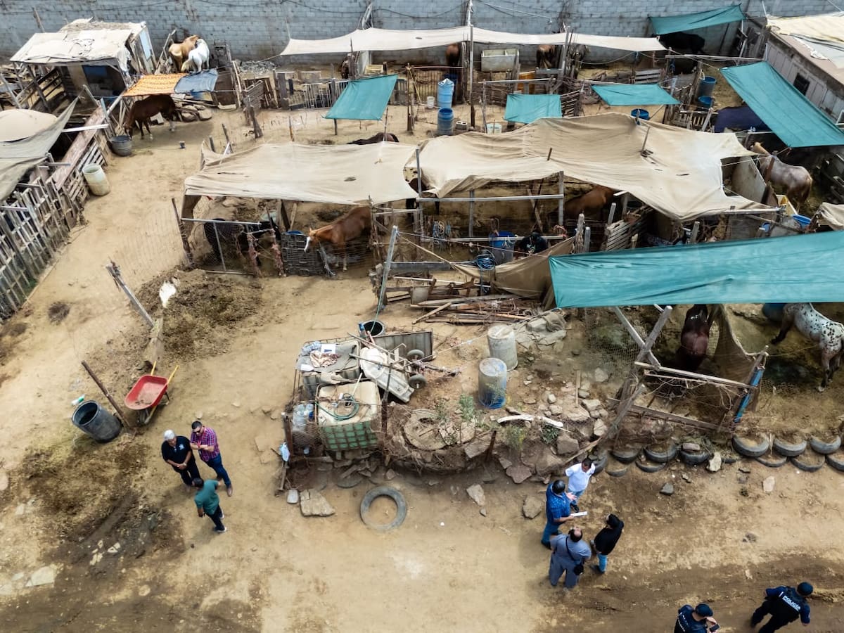 Dos caballos fueron rescatados por autoridades estatales y municipales tras detectarse que presentaban desnutrición y otros problemas de salud durante un operativo en Playa Hermosa, Ensenada. Foto: Border Zoom.