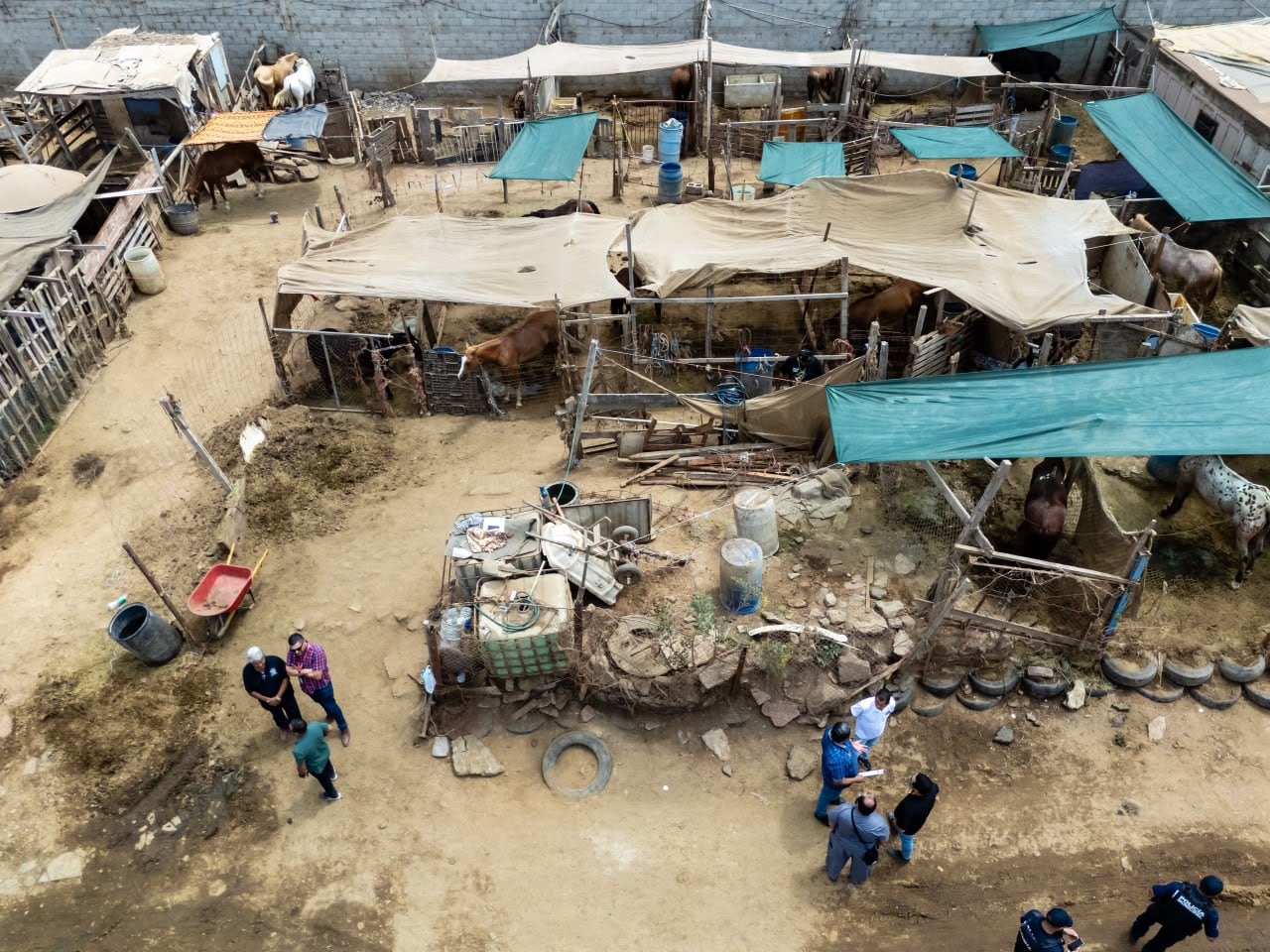 Dos caballos fueron rescatados por autoridades estatales y municipales tras detectarse que presentaban desnutrición y otros problemas de salud durante un operativo en Playa Hermosa, Ensenada. Foto: Border Zoom.