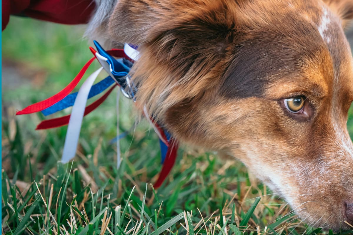 Los perros pueden oler el paso del tiempo: ¿cómo lo hacen?