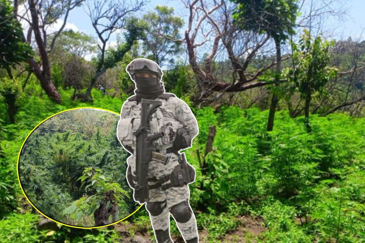 Guardia nacional destruye tres plantíos de marihuana en Ixtlahuacán: Teorías de primeros sospechosos