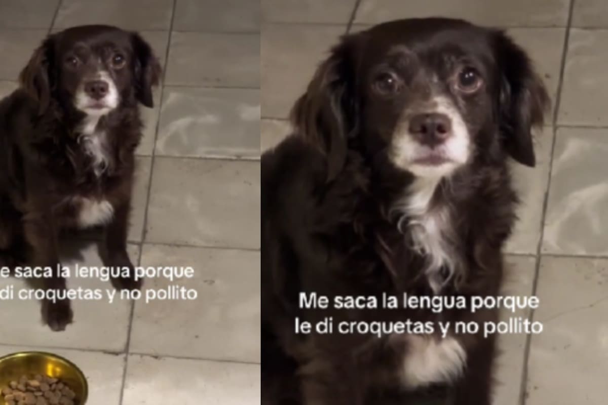 Dueña graba cómo su perro le saca la lengua porque le dio croquetas y no pollo