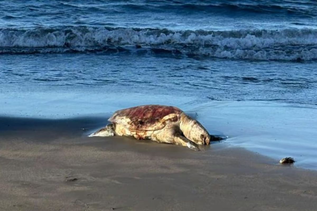 Pemex despide a tres funcionarios y los denuncia por derrame en el Golfo; admite tras 69 días que una fuga en ducto en Cantarell fue ocultada y atendida con retraso