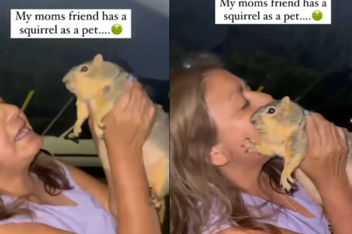 “¿Por qué está tan rechonchita?”: joven descubre que la amiga de su madre tiene una ardilla como mascota