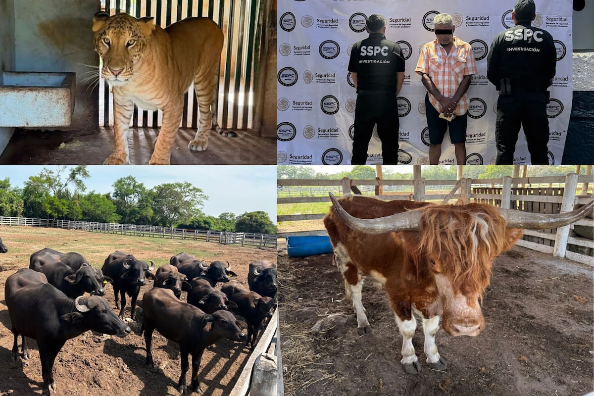 Aseguran un ligre entre 135 animales exóticos hallados en un rancho de Tamaulipas; ¿qué es este híbrido?
