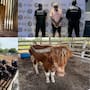Aseguran un ligre entre 135 animales exóticos hallados en un rancho de Tamaulipas; ¿qué es este híbrido?