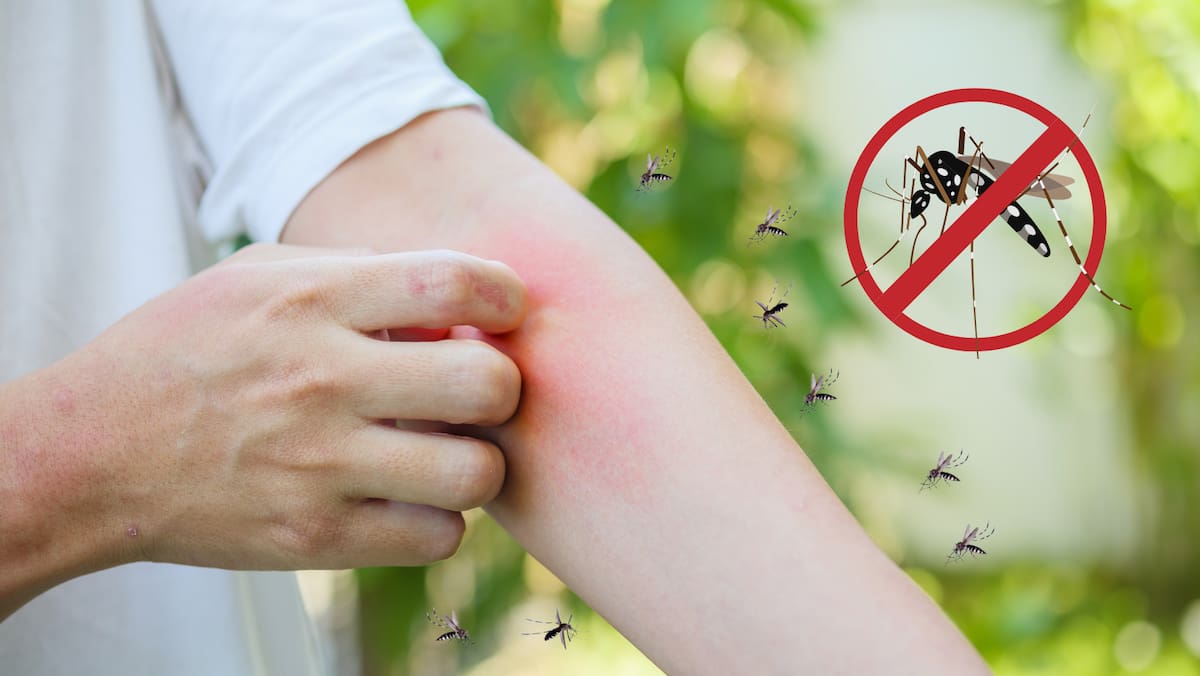 El dengue es una enfermedad viral que se transmite por la picadura de los mosquitos, principalmente el Aedes aegypti. FOTO: ESPECIAL