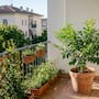 La planta que no solo decora tu balcón en verano: también ayuda a refrescarlo y puede darte fruta durante buena parte del año