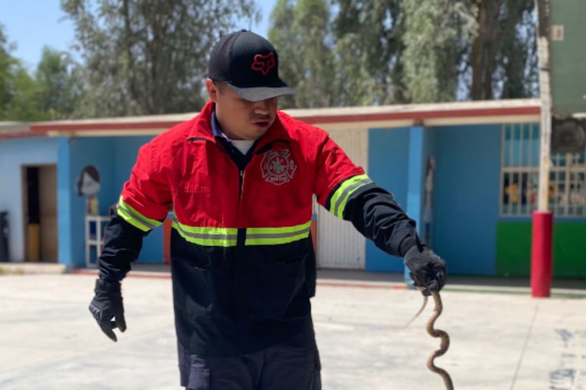Víbora en el patio de un kinder moviliza a Bomberos en SLRC