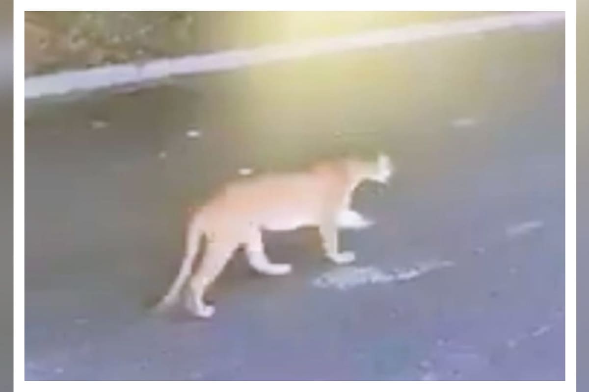 Puma hembra merodea San Pedro Garza García en busca de alimento para sus crías
