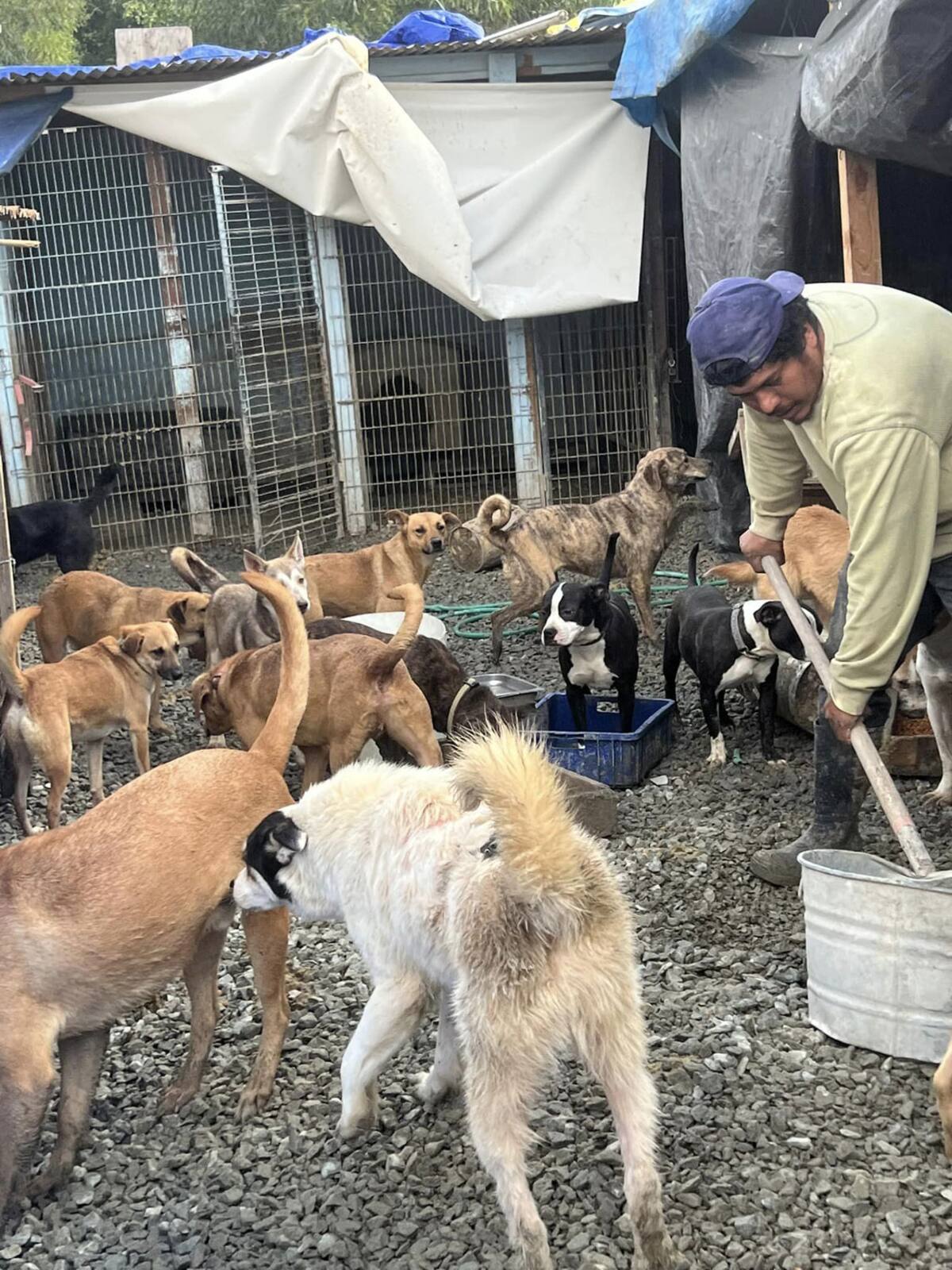 "Patitas firmes" hace una labor social incansable.