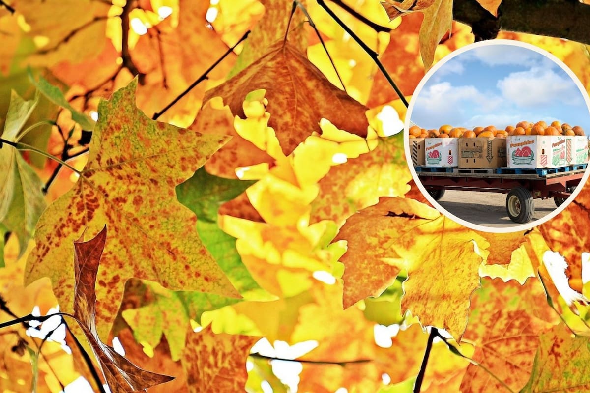 Otoño 2025: ¿Sabías estos 7 datos curiosos?