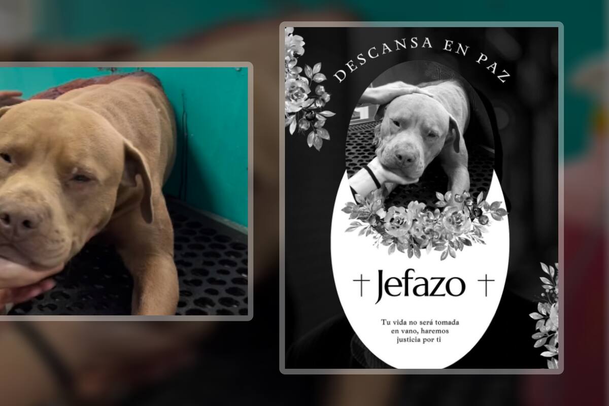 Detienen a hombre por asesinar a perro a machetazos en Pachuca; activistas piden justicia para el canino