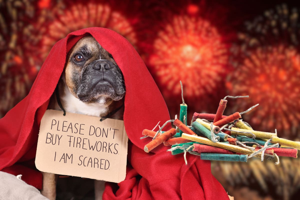 Refugio anti pirotecnia: Así es cómo puedes hacer un refugio seguro para tu perro paso a paso