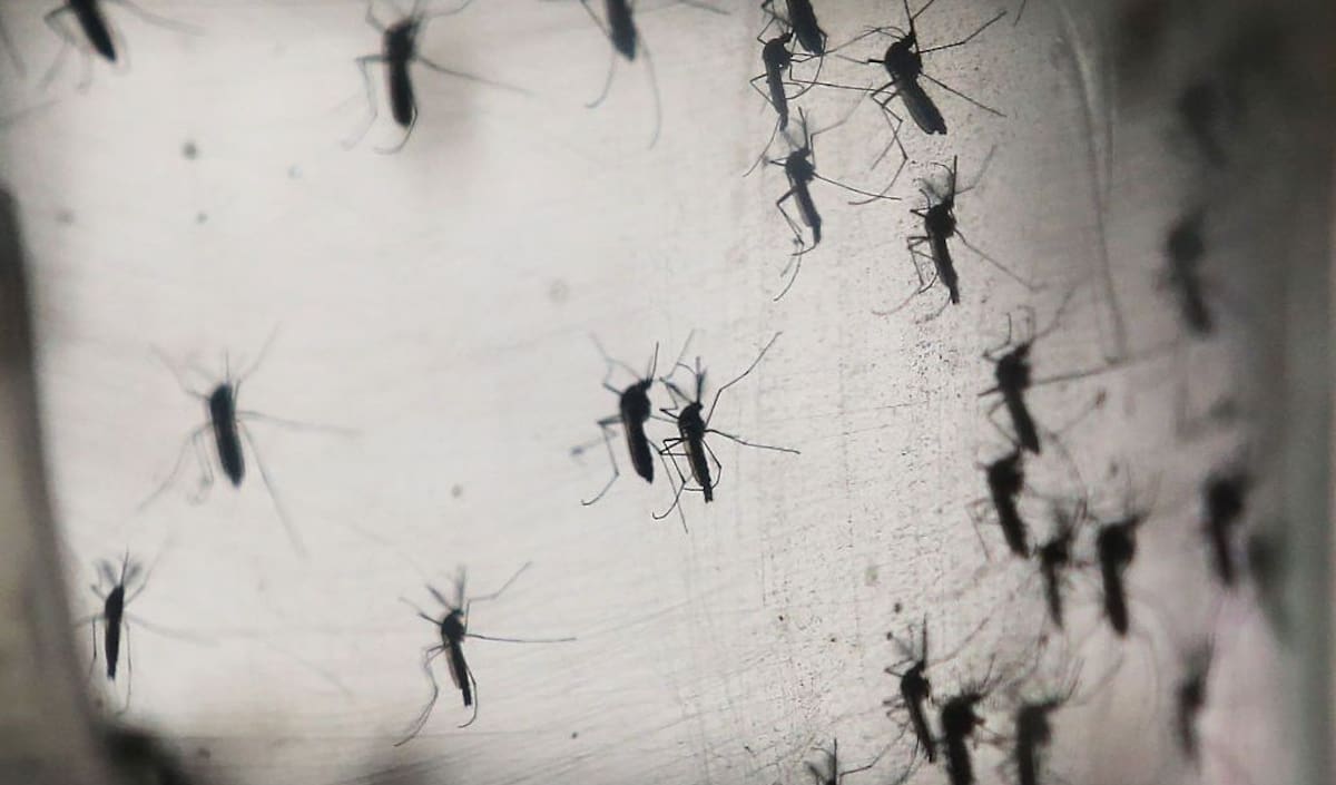 RECIFE, BRAZIL - JANUARY 26: Aedes aegypti mosquitos are seen in a lab at the Fiocruz institute on January 26, 2016 in Recife, Pernambuco state, Brazil. The mosquito transmits the Zika virus and is being studied at the institute. In the last four months, authorities have recorded close to 4,000 cases in Brazil in which the mosquito-borne Zika virus may have led to microcephaly in infants. The ailment results in an abnormally small head in newborns and is associated with various disorders including decreased brain development. According to the World Health Organization (WHO), the Zika virus outbreak is likely to spread throughout nearly all the Americas. At least twelve cases in the United States have now been confirmed by the CDC. (Photo by Mario Tama/Getty Images)