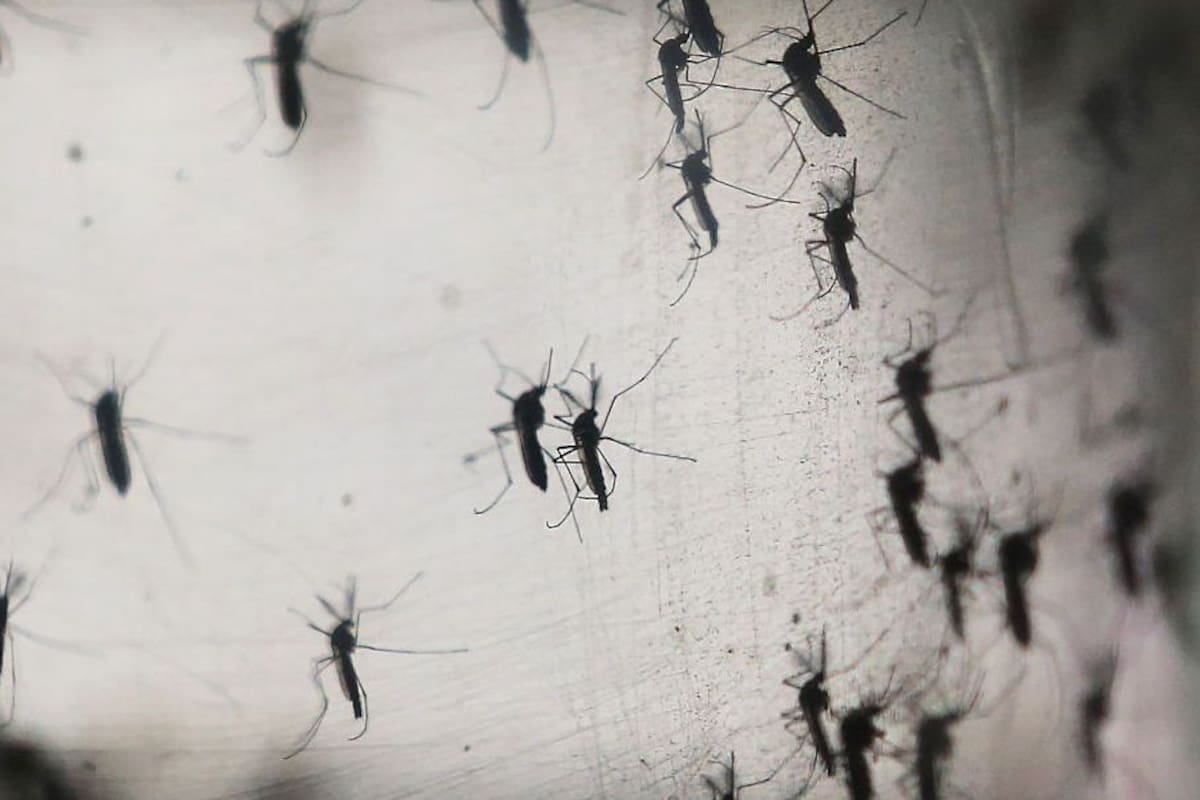 Mosquitos modificados: Inauguran en Yucatán “Fábrica de Mosquitos Buenos”, donde producirán millones de zancudos modificados para perder la capacidad de transmitir dengue, zika y chikungunya