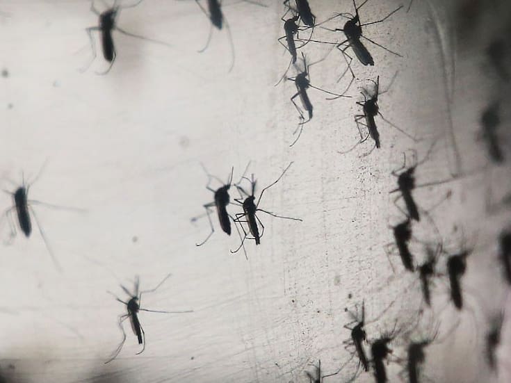 Mosquitos modificados: Inauguran en Yucatán “Fábrica de Mosquitos Buenos”, donde producirán millones de zancudos modificados para perder la capacidad de transmitir dengue, zika y chikungunya