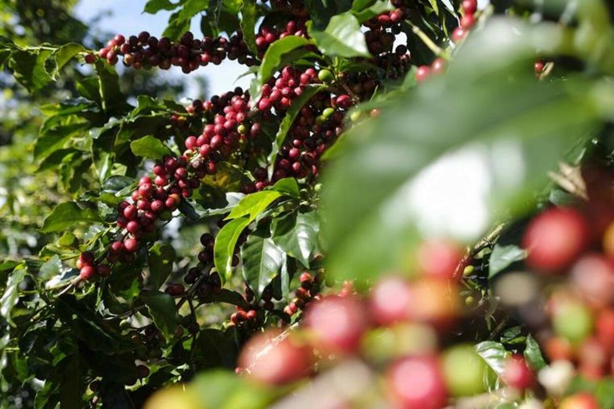 El café es símbolo nacional de Costa Rica, aprueba el Senado