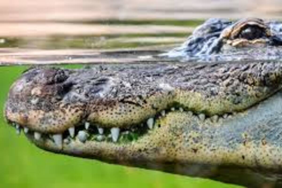 Capturan pobladores de Indonesia a un cocodrilo demoníaco para que no vuelva a perseguirlos