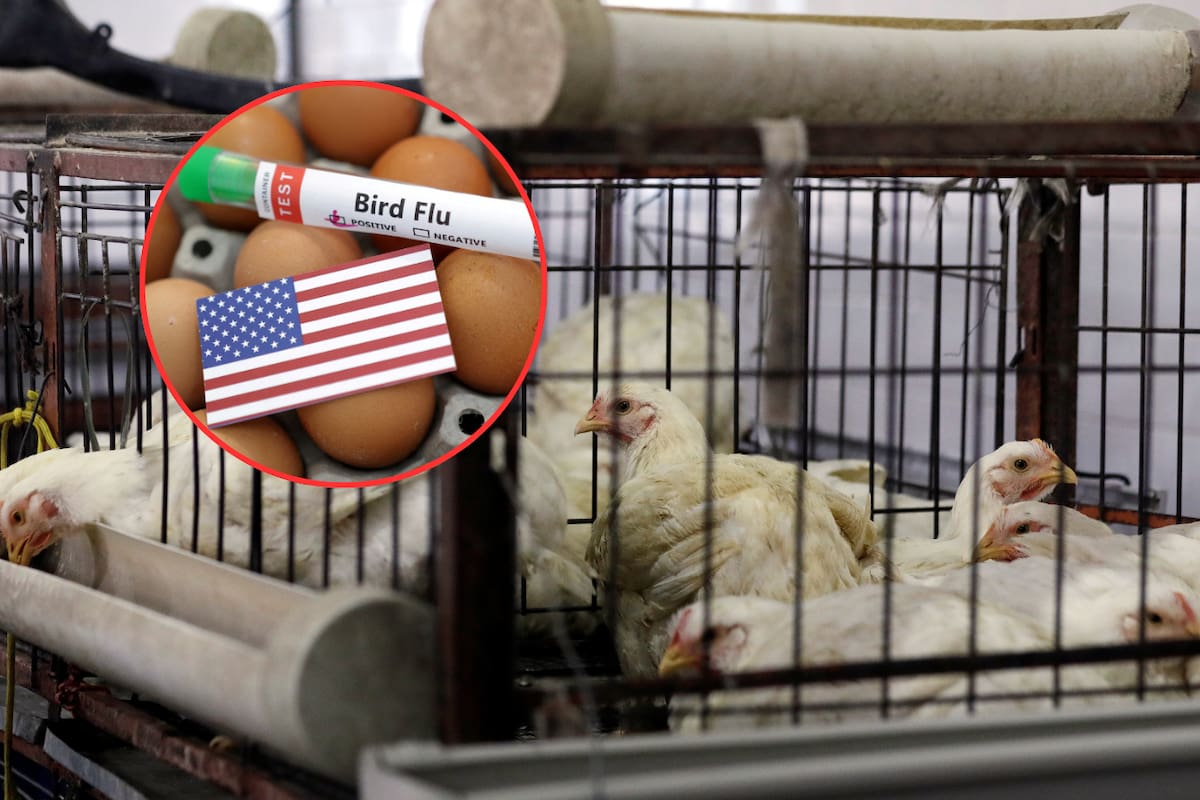 Robert F. Kennedy Jr. propone dejar que la gripe aviar se propague: ¿Una solución o un desastre?