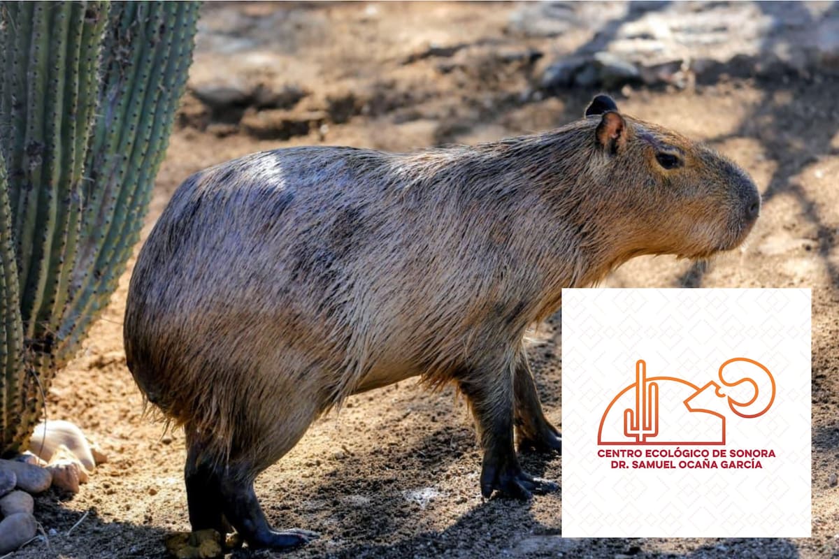 ¿Quieres ver al capibara del Centro Ecológico de Sonora? Antes de visitarlo, toma en cuenta estas recomendaciones