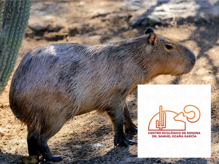 ¿Quieres ver al capibara del Centro Ecológico de Sonora? Antes de visitarlo, toma en cuenta estas recomendaciones