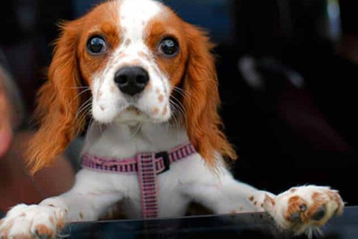 Cinco consejos para evitar que el ruido altere a tu perro