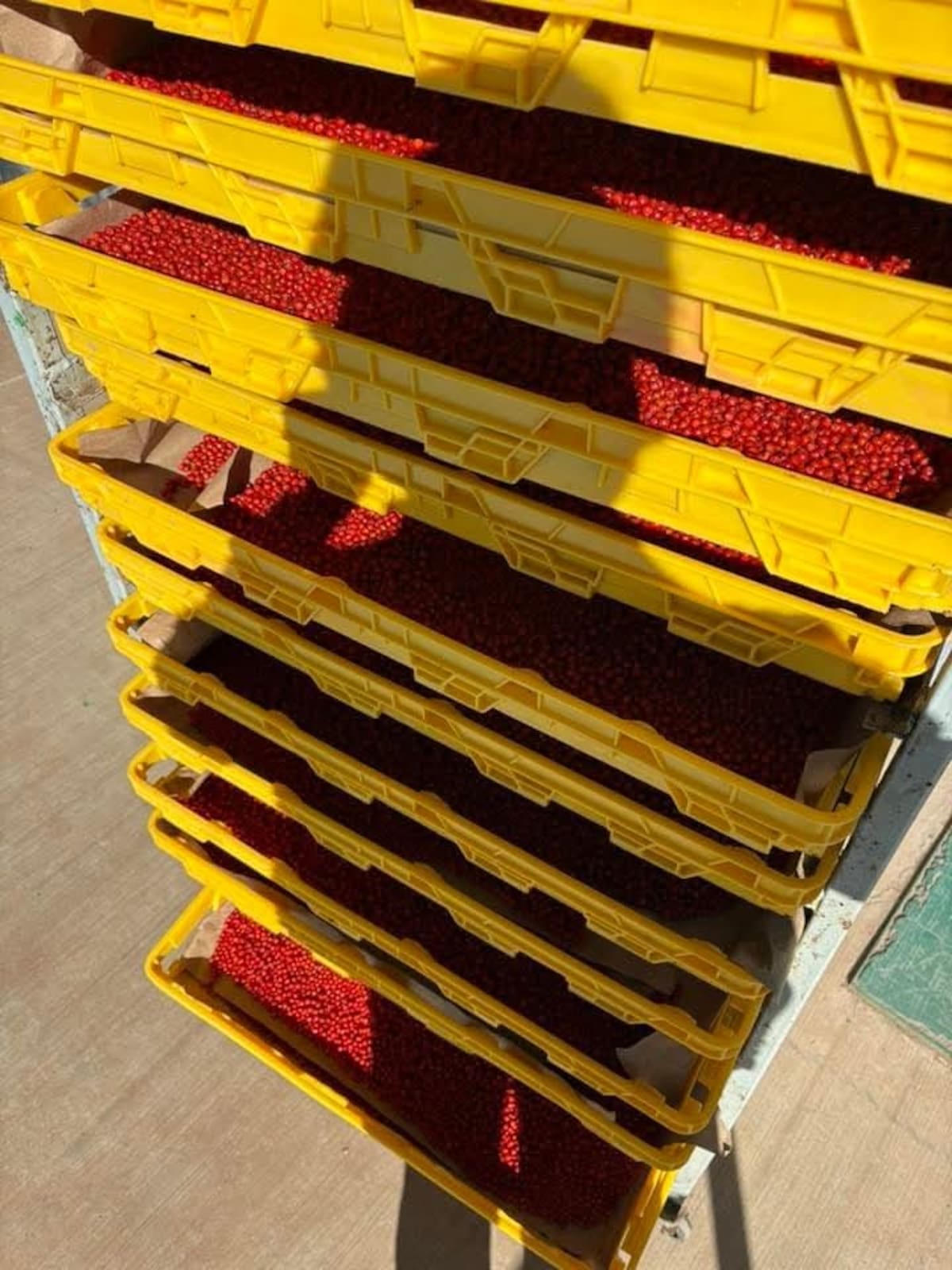 Estudiantes de Etchojoa logran chiltepín más resistente al calor y con el mismo picor del silvestre. (Foto: Cortesía)