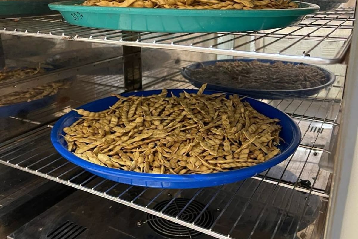 Desarrollan en SLRC empaques biodegradables con garbanzo infestado, mezquite y cáscara de coco