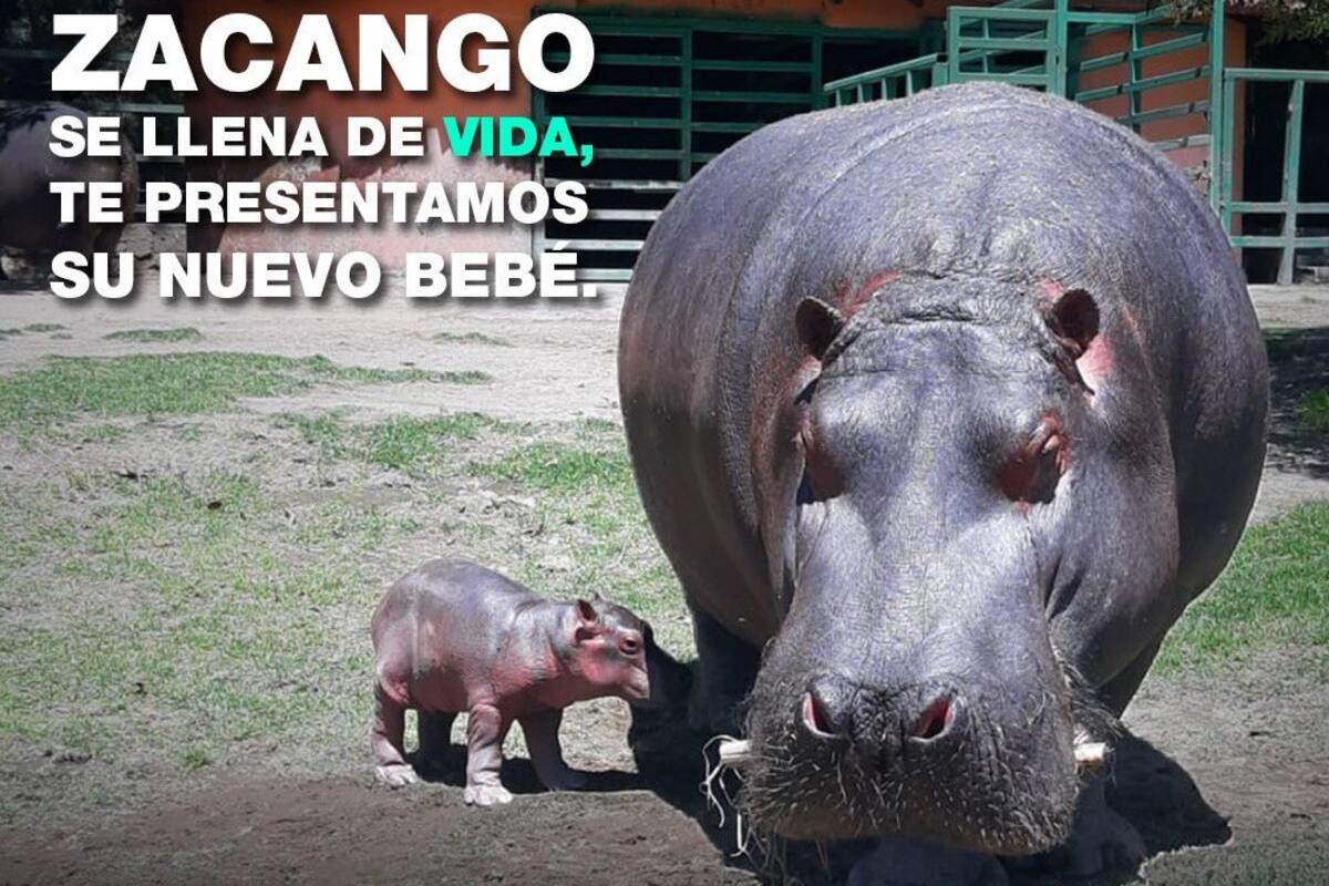 Una cría de hipopótamo del Nilo nace en el zoológico de Zacango