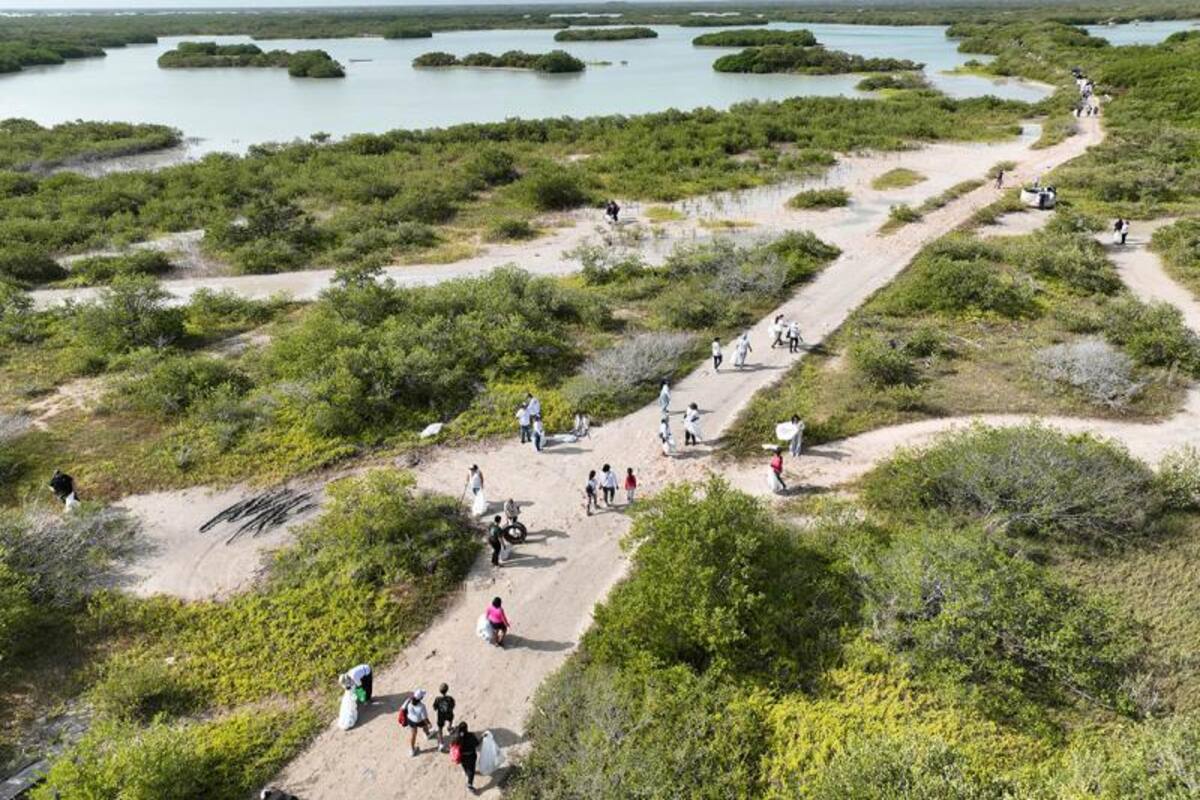 Recolectan casi 2 toneladas de basura en jornada de limpieza de manglares en Yucatán