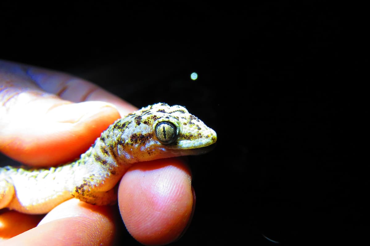Confirman una nueva especie en México, el registro oficial de un reptil endémico en Tehuacán-Cuicatlán marca un avance para la ciencia y la conservación